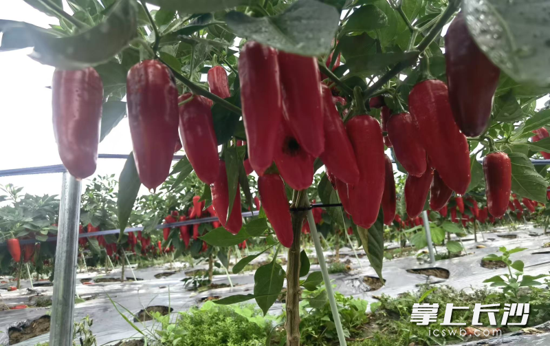 长沙智谷农业科技有限公司田间的光皮椒正“当红”。均为长沙晚报通讯员吴雯芳供图