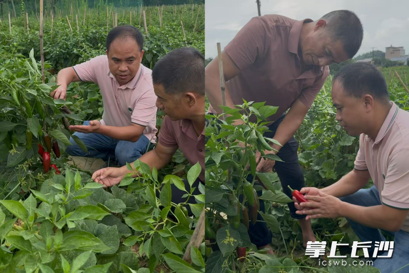 长沙市农业科学研究院专家指导如何更好地提纯复壮。