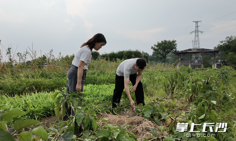 刘志全弯腰扶起一棵倒下的茄子植株。 长沙晚报全媒体记者 冯启阳 摄