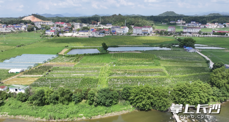 俯瞰宁乡老粮仓镇老种子育种示范基地。 长沙晚报全媒体记者 余劭劼 摄