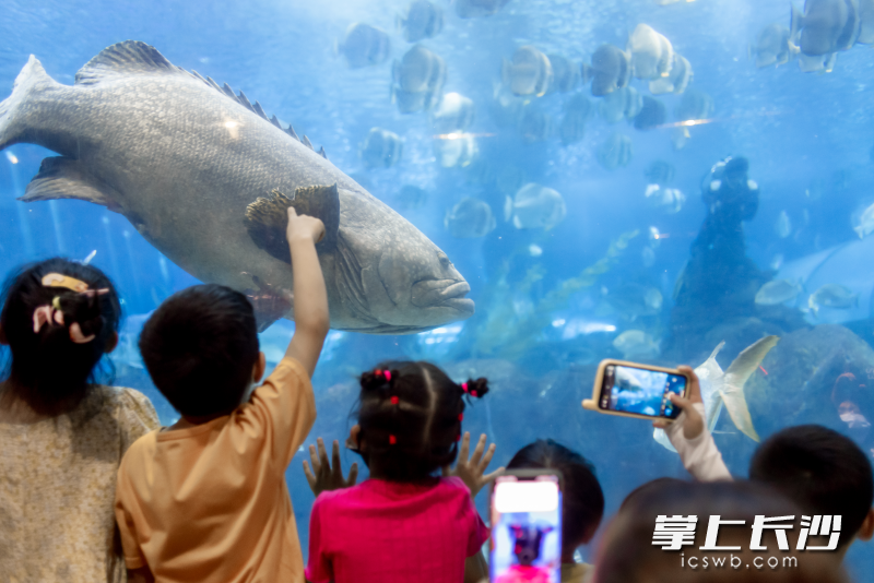 孩子们在长沙海底世界观鱼打卡。 均为长沙晚报全媒体记者贺文兵摄