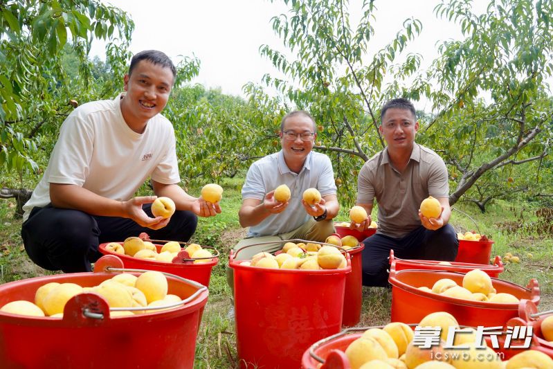 通过乡镇干部和派驻工作队的携手努力，宁乡青山桥社区3万多公斤黄桃找到了销路，果农实现丰产又增收。