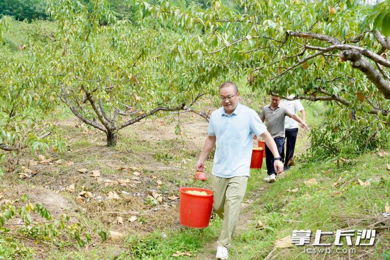宁乡青山桥社区的黄桃基地喜获丰收，社区干部和派驻工作队同志一起采摘黄桃。均为长沙晚报全媒体记者张禹、通讯员段华良摄