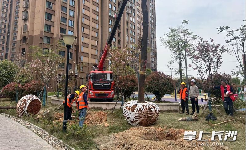 议事会推动物业移除枯树并补种新苗。 议事会推动物业移除枯树并补种新苗。