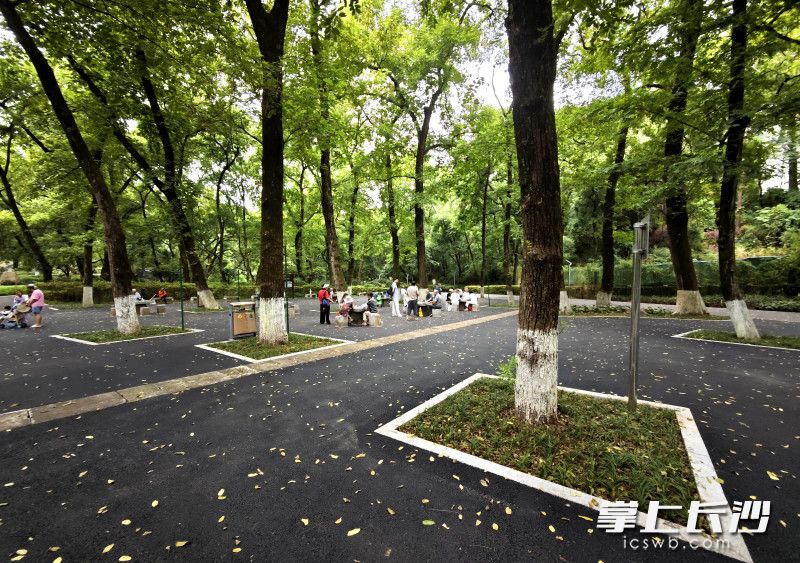 林相梳理让绿意更显层次。