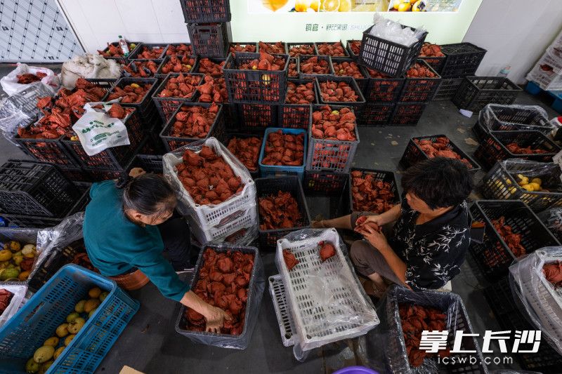 今年舒记果园各类水果预计总产量达100万斤。 均为长沙晚报全媒体记者黄启晴摄