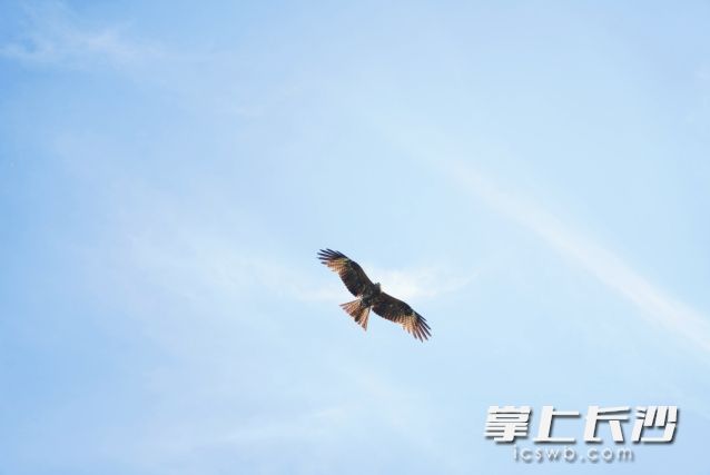 8月7日将迎二十四节气中的第十三个节气——立秋，这也是秋季的第一个节气。  均为长沙晚报全媒体记者舒元臻摄