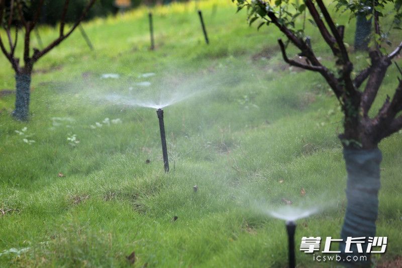 自动喷洒系统给草地洒水。