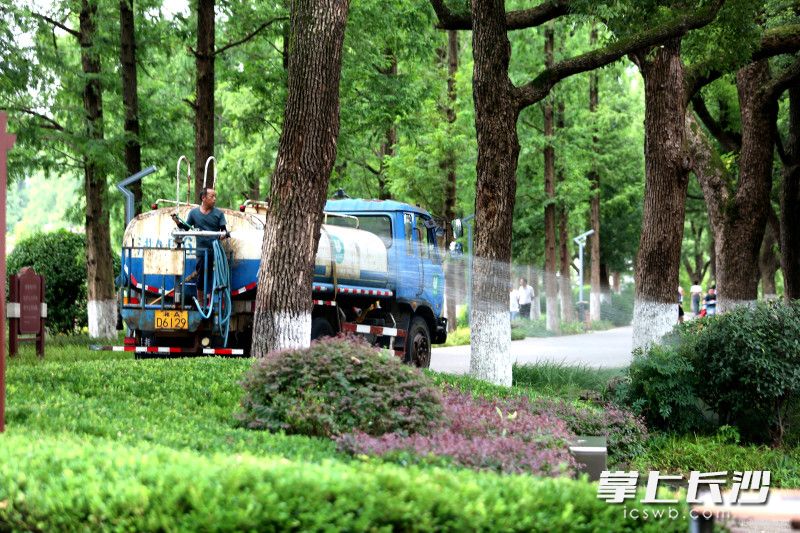 绿化护理人员正在为景观树木、灌木、草地等洒水保湿。 均为长沙晚报全媒体记者贺文兵摄