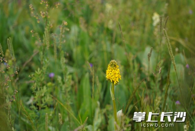 立秋虽是秋季的第一个节气，但体感与小暑大暑期间并无不同，是容易中暑的时段，公众要注意做好防暑降温措施。 长沙晚报全媒体记者 舒元臻 摄
