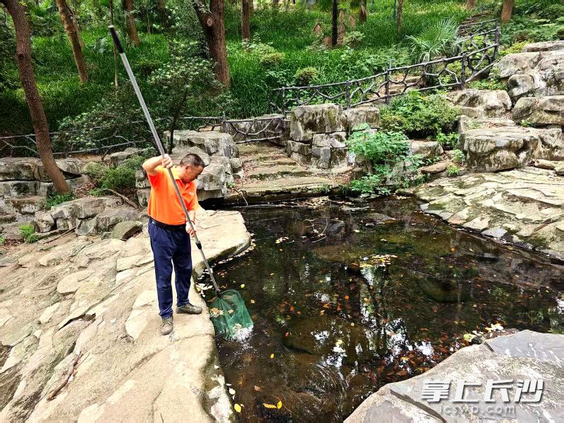 打捞水上枯叶。