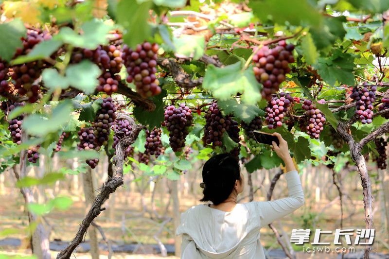 客人在夫妻俩的葡萄园里摘果打卡。