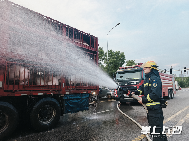 消防员为生猪降温。 长沙晚报通讯员 杨卓宇 摄