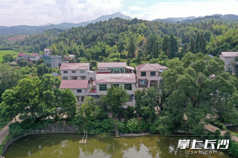 周边山青水秀，有利于围绕4棵罗汉松打造打卡点。
