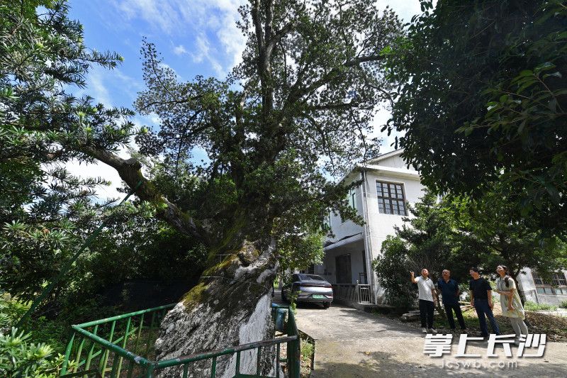 千年古罗汉松看上去有些“脚重头轻”。均为长沙晚报全媒体记者 王志伟  摄