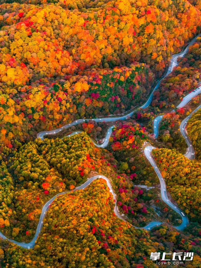 漫山遍野的红叶、瞬息万变的云雾、斑斓多彩的林海和叮咚作响的山泉,吸引着无数游客纷至沓来。 漫山遍野的红叶、瞬息万变的云雾、斑斓多彩的林海和叮咚作响的山泉,吸引着无数游客纷至沓来。