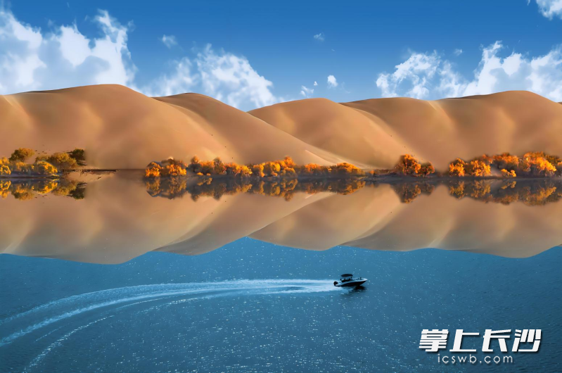 枯木与沙丘交织,落日时分像燃烧的火焰树。 枯木与沙丘交织,落日时分像燃烧的火焰树。