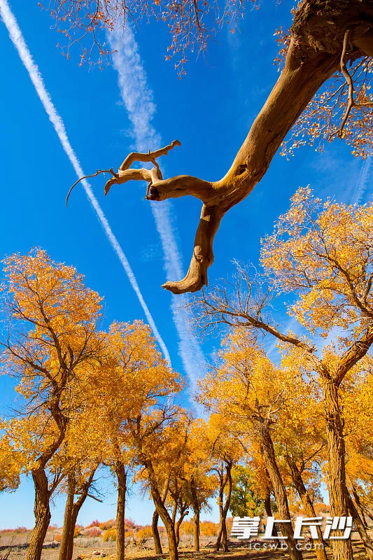 胡杨展现出令人震撼的生命力与秋日辉煌。
