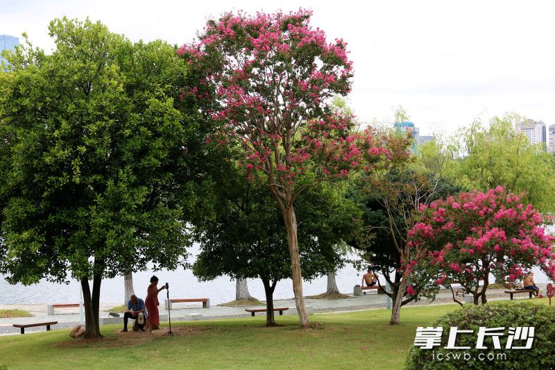 年嘉湖畔，老紫薇树树身斑驳，却年年如约捧出繁花。均为长沙晚报全媒体记者 贺文兵 摄