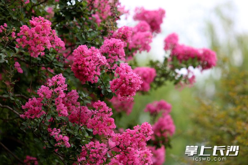 紫薇以最热烈的姿态绽满枝头。