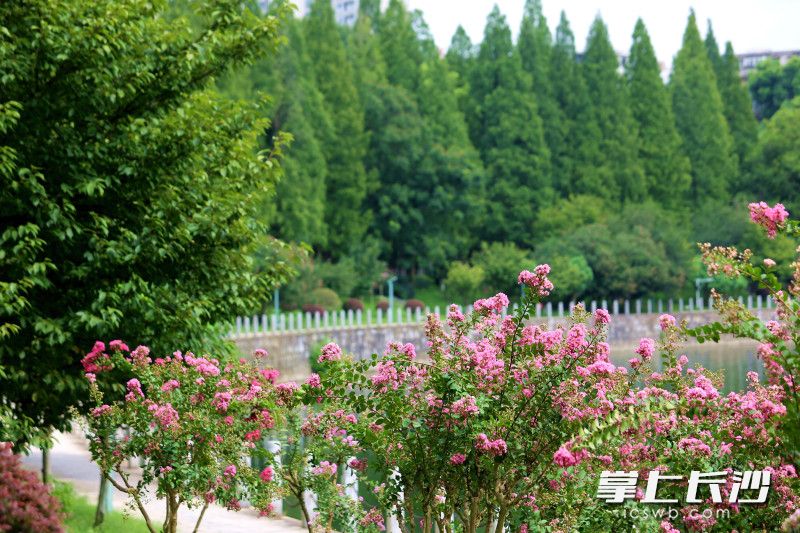 紫薇花枝轻摇如红紫色的云霞漫卷。