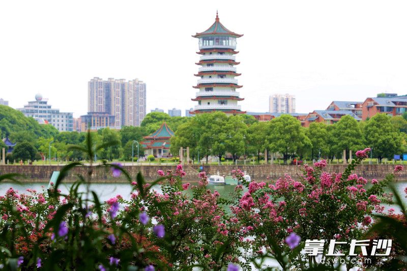 跃进湖湖畔，紫薇与湖对岸的潇湘阁轮廓相映。