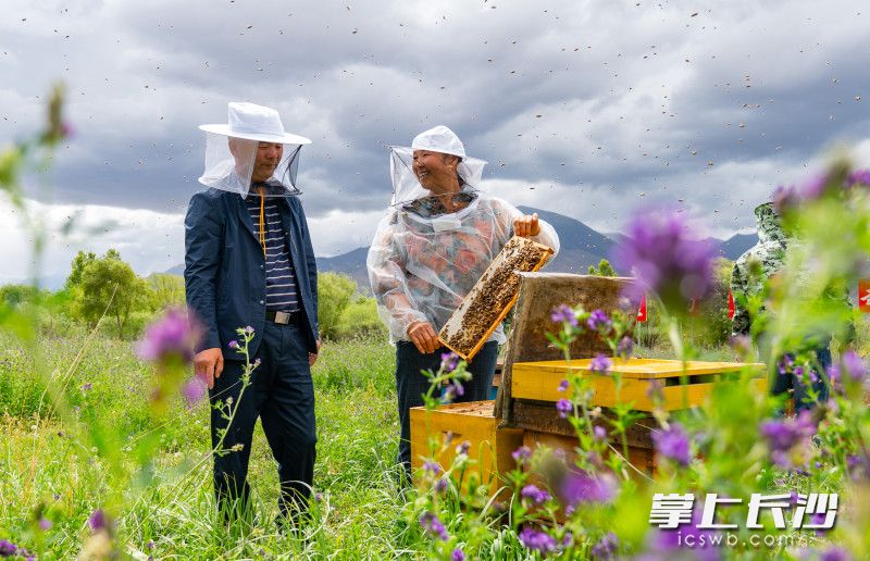 2020年，援藏工作队进一步邀请湖南制药企业进驻，通过自建或与当地蜂农合作方式，至今已建设10个标准化养蜂基地，打造出“巅峰贡蜜”品牌，年产量超8万斤。