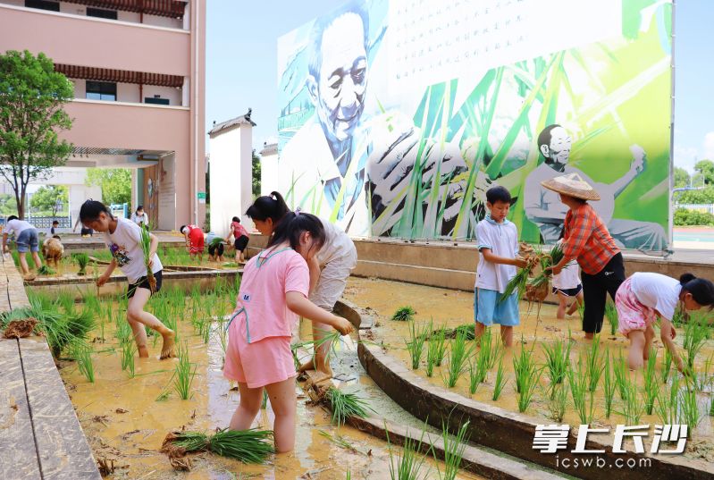 8月28日，持续整个暑假的芙蓉区东湖街道合平新村社区“你好！暑假”系列活动落下帷幕。图为在社区“共享农田”里，孩子们正挽起裤脚体验插秧、除草。 均为长沙晚报全媒体记者陈焕明、通讯员罗慧摄