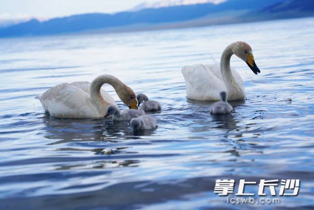 七夕却遇上了“高温红”，浪漫同时注意防暑。  长沙晚报全媒体记者 舒元臻 摄