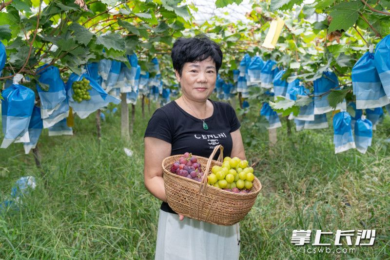 周灿姣在葡萄大棚中。 均为长沙晚报全媒体记者周数邑摄 周灿姣在葡萄大棚中。 均为长沙晚报全媒体记者周数邑摄