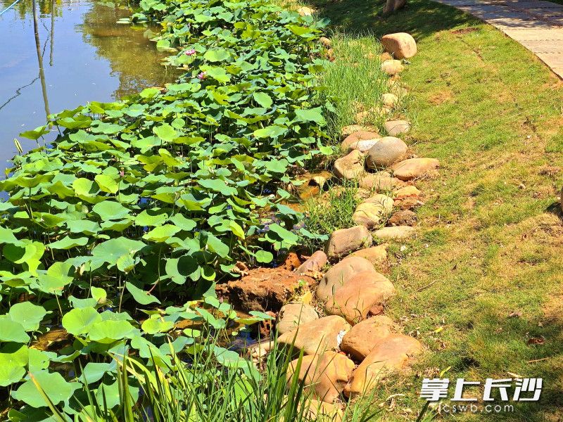 以往靠近湖边的杂乱地带已不复存在。