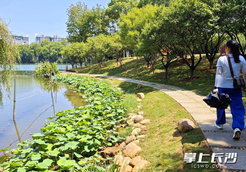 改造后的红梅林区域处处是惊喜。