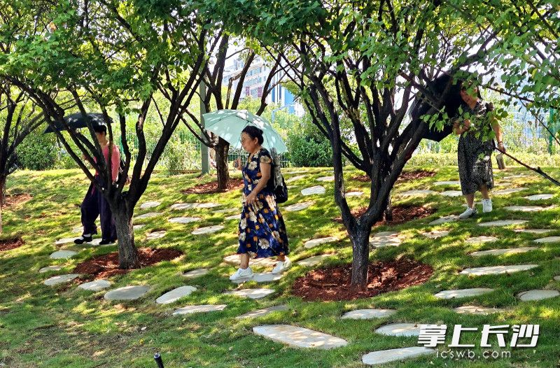 今日，年嘉湖畔红梅林区域完成精致改造拆除围档向市民开放。均为长沙晚报全媒体记者 贺文兵 摄