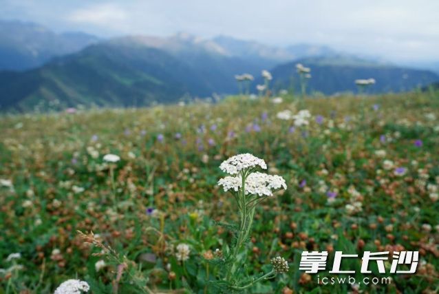 冷空气开始刷存在感啦！我国多地开启夏秋转换。 长沙晚报全媒体记者 舒元臻 摄