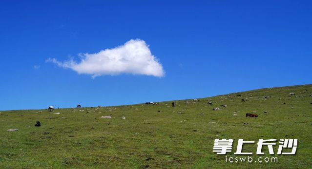 湖南省气象台今日发布高温黄色预警。 长沙晚报全媒体记者 舒元臻 摄 湖南省气象台今日发布高温黄色预警。 长沙晚报全媒体记者 舒元臻 摄