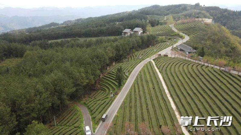 连绵成片的凤凰茶山。