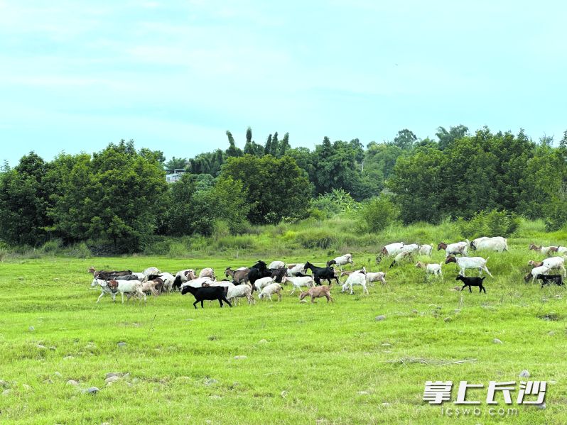 青草坝上山羊成群。 均为重庆市永川区融媒体中心记者陈安鑫摄