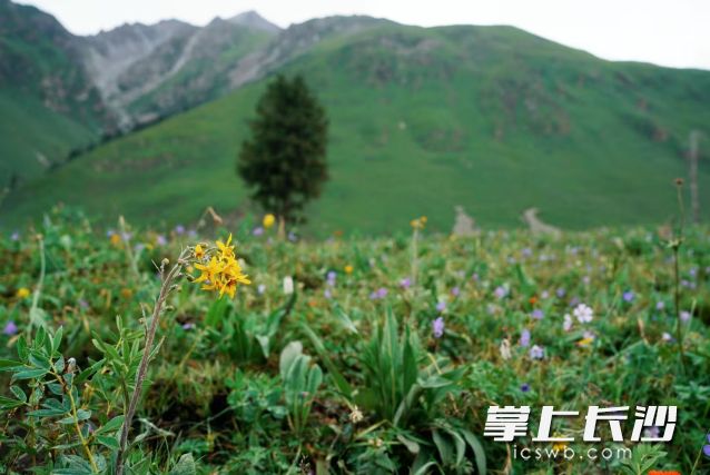适时增添衣物，及时关注最新天气预报。 长沙晚报全媒体记者 舒元臻 摄