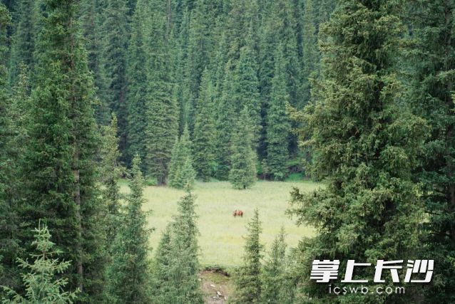 凉风拂过枝头，叶未落而寒先至。   长沙晚报全媒体记者 舒元臻 摄