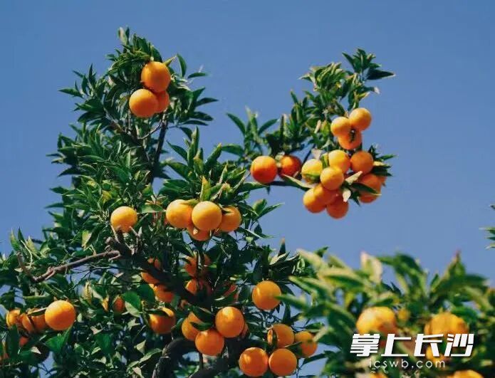 橘子洲上，橘树硕果累累。
