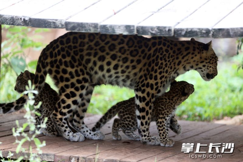 两只金钱豹在妈妈的保护下玩耍。 均为通讯员供图