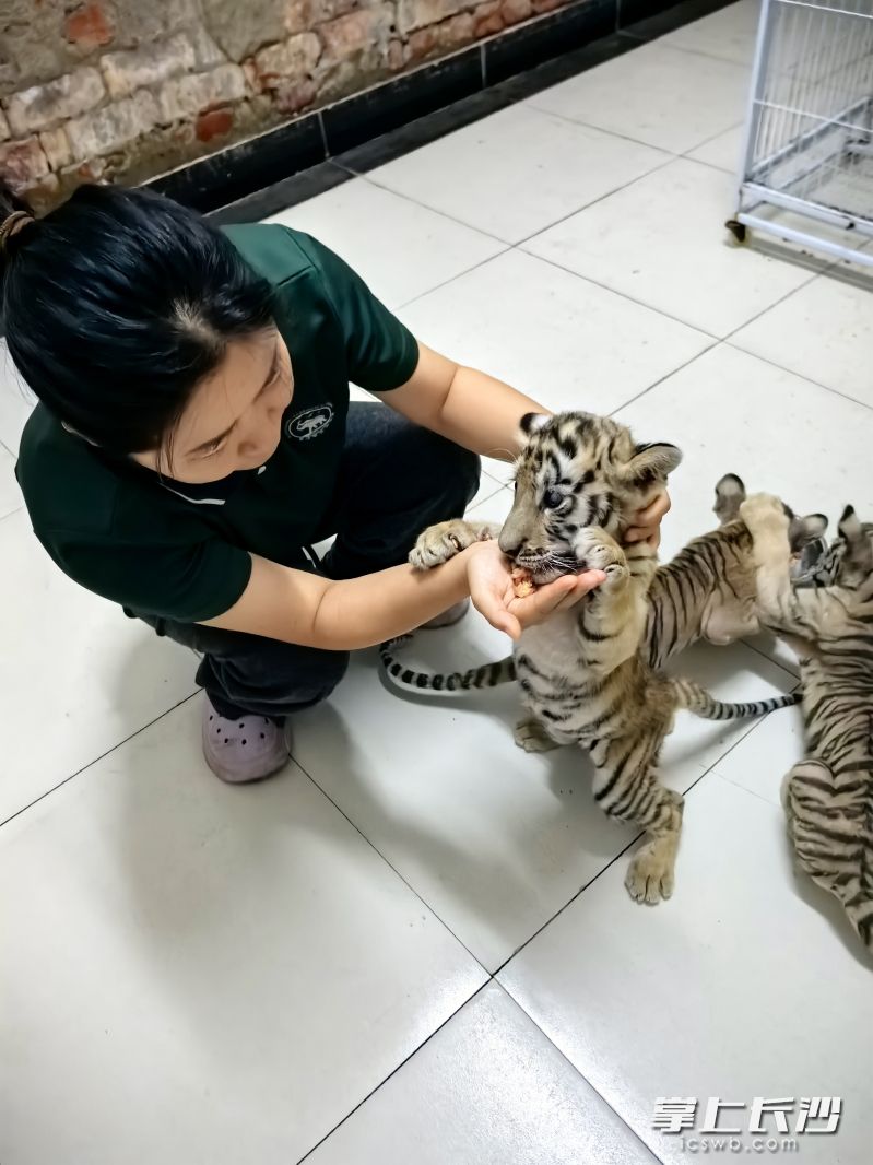 保育员与3只小东北虎一起嬉戏。