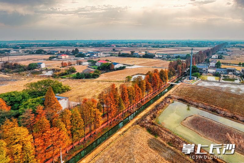 双江口镇风景绝美的水杉路。长沙晚报全媒体记者 陈飞 摄