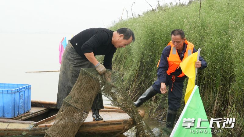 鹤龙湖上轻舟齐发，蟹农首捕满载而归。 均为长沙晚报全媒体记者 李卓 通讯员 彭柳 摄影报道