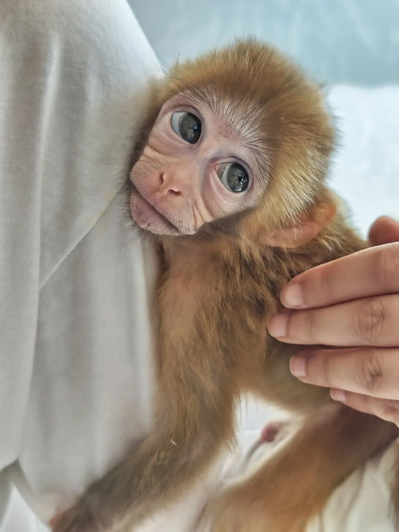 在保育员怀抱里表现呆萌的富贵。照片由长沙生态动物园提供 在保育员怀抱里表现呆萌的富贵。照片由长沙生态动物园提供