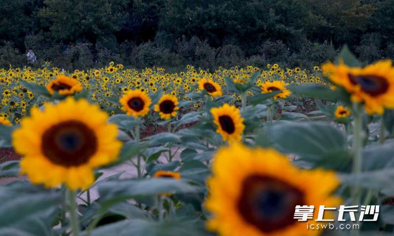 30亩向日葵花海绚烂绽放。 30亩向日葵花海绚烂绽放。