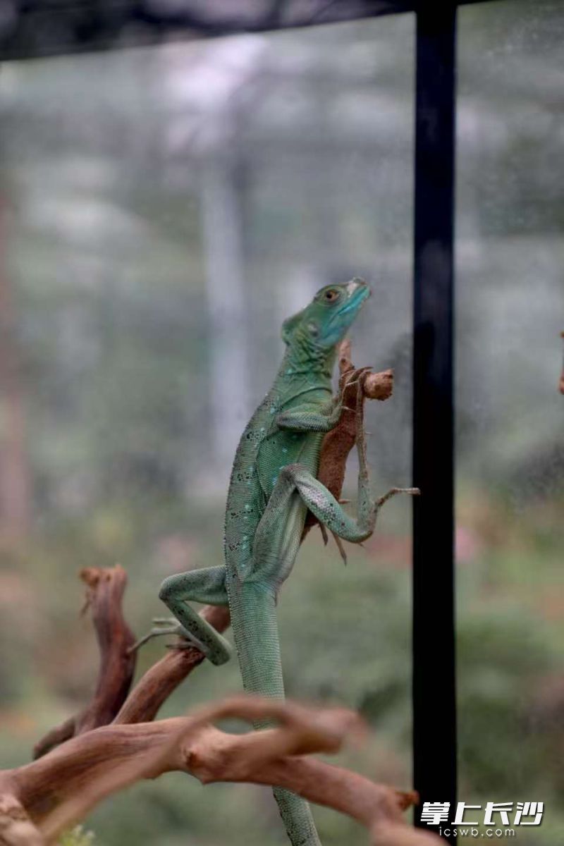 植物观赏与萌宠互动的巧妙结合,尽显生物多样性之美。 植物观赏与萌宠互动的巧妙结合,尽显生物多样性之美。