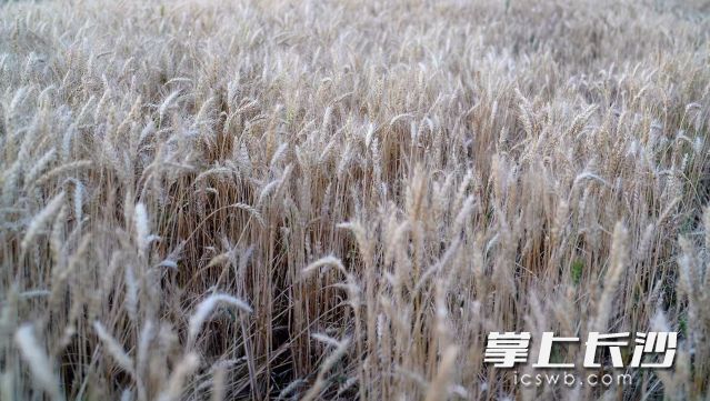 从13日开始，一股冷空气将影响长沙。