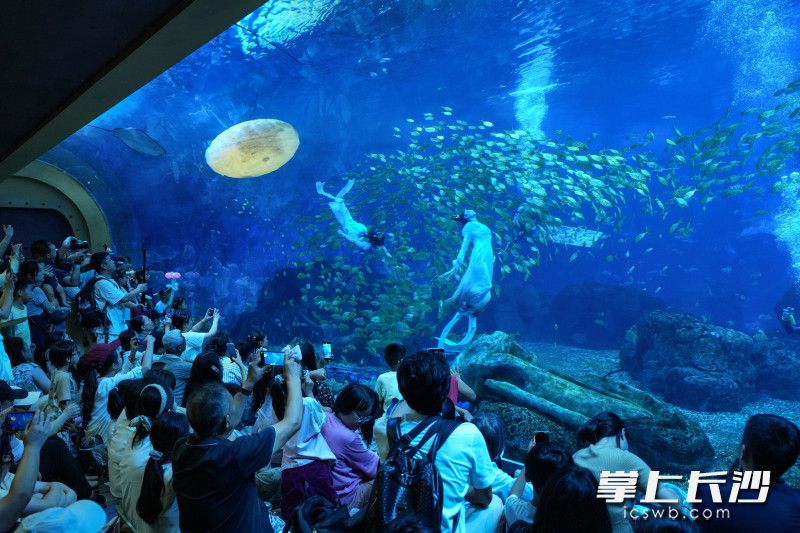 湘江欢乐海洋把“嫦娥奔月”搬到水下，通过飘逸的古装与柔美的舞姿，为游客呈现了一场视觉盛宴。 均为长沙晚报通讯员桂思语供图