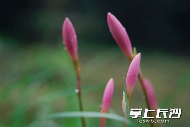 大风、降雨和降温叠加,将给市民的出行和生活带来显著影响。 大风、降雨和降温叠加,将给市民的出行和生活带来显著影响。
